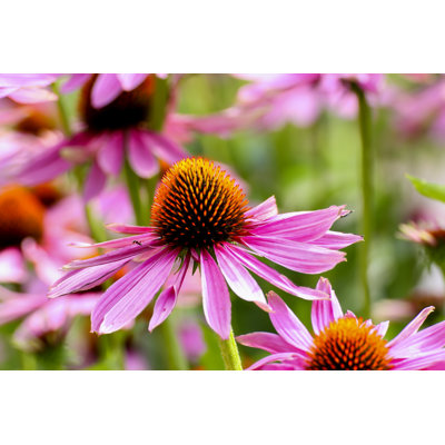 Elleny Purple Coneflower - Wrapped Canvas Print