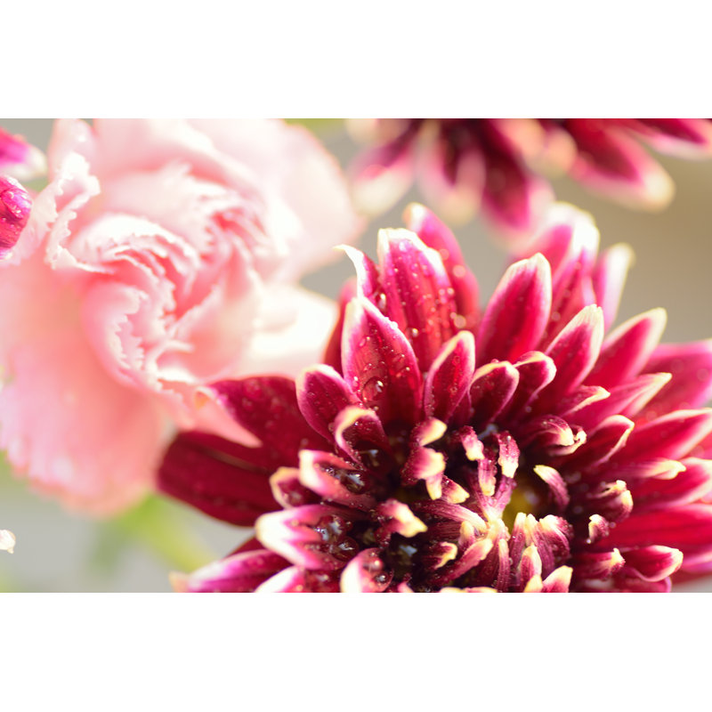 Coloured Dahlia Flowers - Wrapped Canvas Print, 20cm H x 30cm W