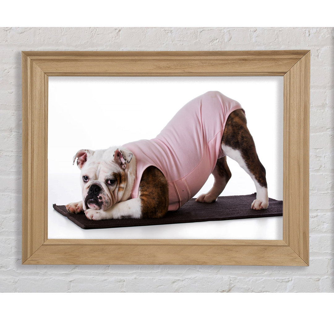 Gerahmtes Leinwandbild British Bulldog Yoga Stretch