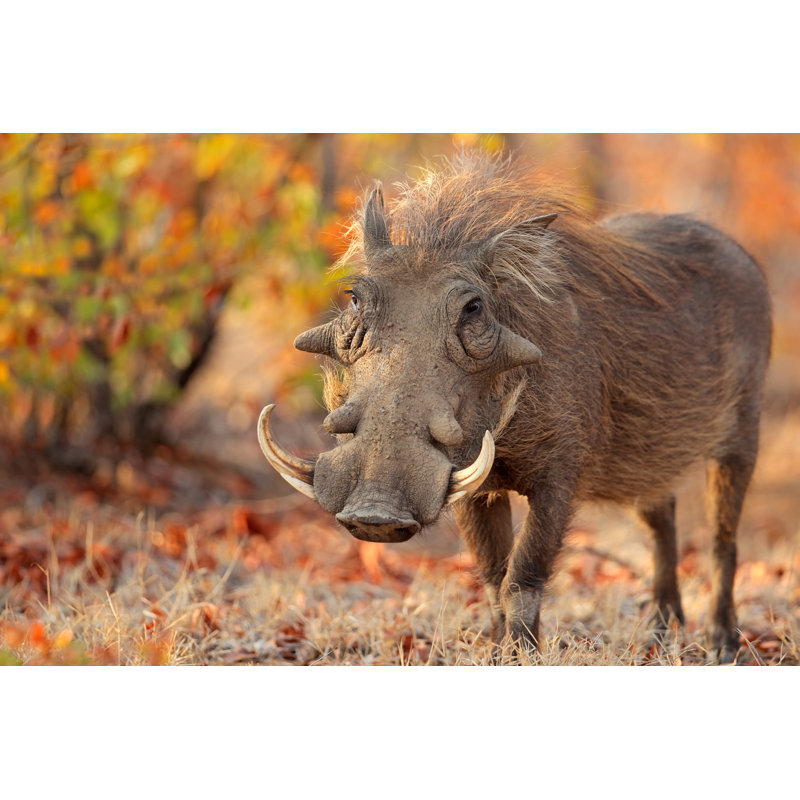 Phacochère dans un habitat naturel par Ecopic - Photographie sur toile tendue, H 8 po x l 12 po