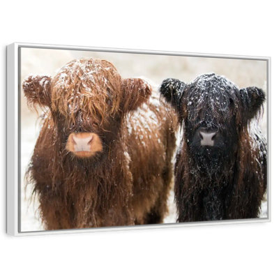 Poilu Highland Cows