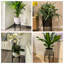 Donan Plant Stand-1298963222