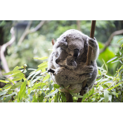 Koala And Her Joey by Kylieellway - Wrapped Canvas Print