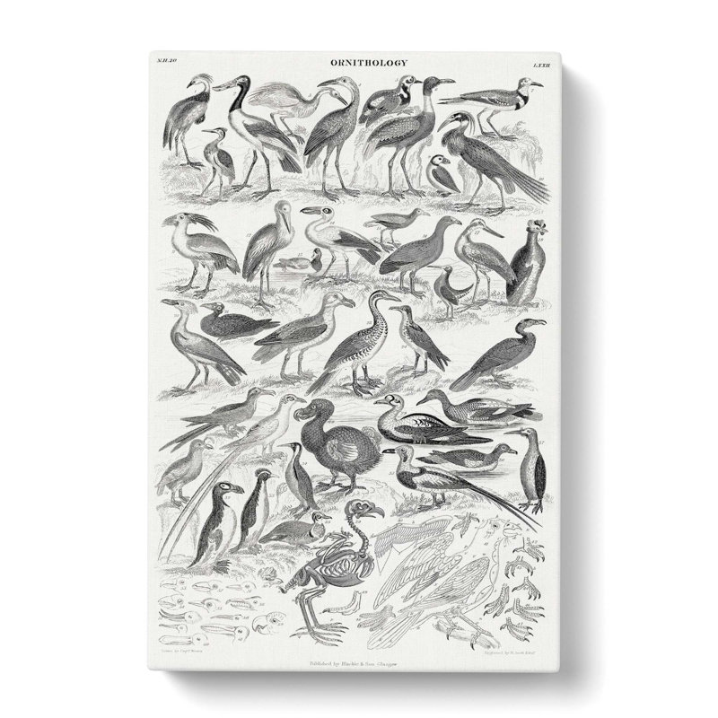 Ornithology Study Of Birds LXXIL by Oliver Goldsmith - Wrapped Canvas Print, 91cm H x 60cm W x 3cm D