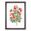 Red Chinese Azalea Flowers - Picture Frame Painting Print-55597992-55597994