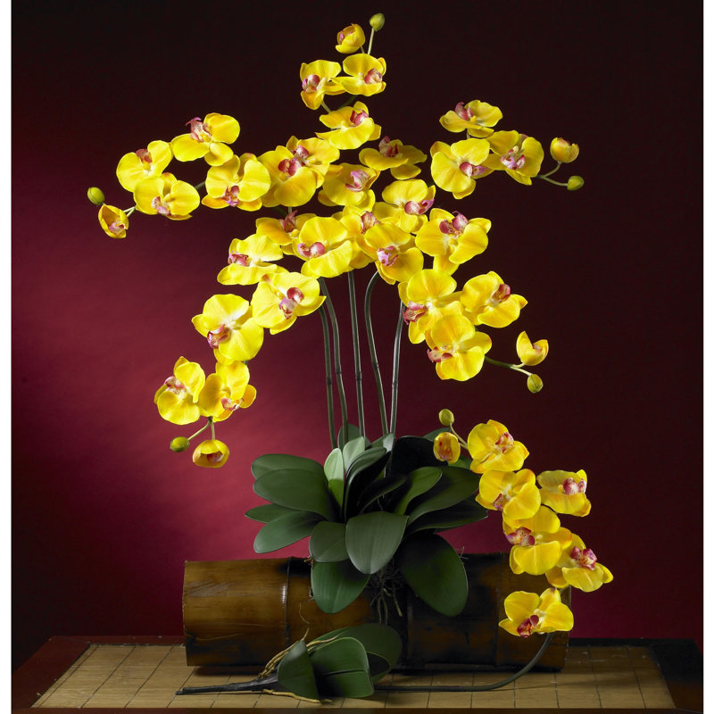 Orchid Arrangement, Yellow