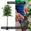 Ficus artificiel moderne de 6,5 po fabriqué à la main Primrue