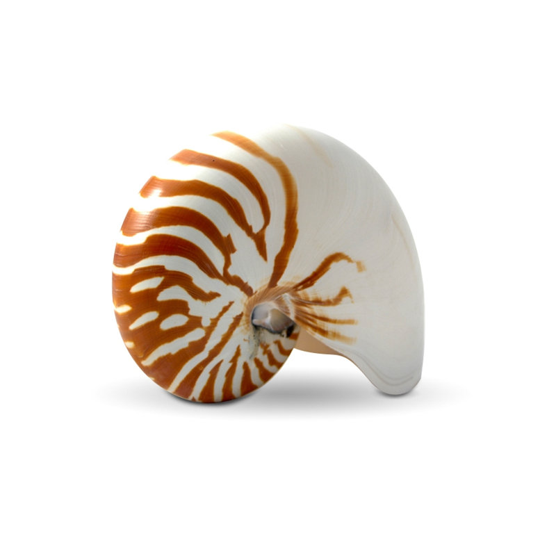 Handmade Animal Pompilius