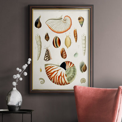 Antique Shell Collection I " Antique Shell Collection I "