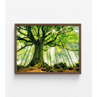 Forest Canopy Print: Sunlight Through Leaves