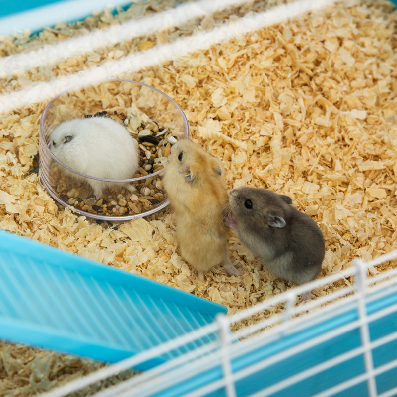 Très grande maison de hamster avec tubes, tunnels et bol à nourriture - 5 roues d'exercice