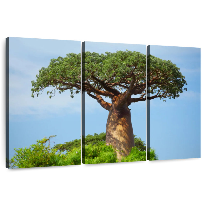 Baobab africain, H 32 po x l 50 po