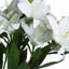 Anastasija Arrangement