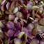 Anastasija Arrangement-376443036
