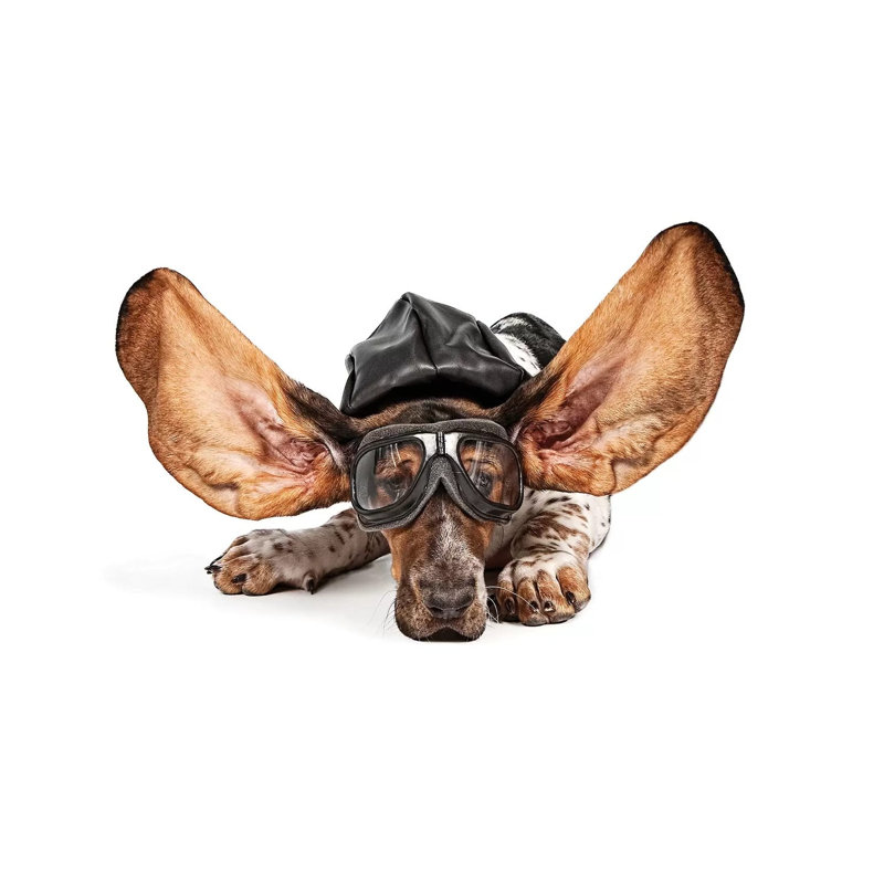 Basset Hound Aviator Stock Photo by Susan Schmitz - Wrapped Canvas Gallery-Wrapped Canvas Giclée