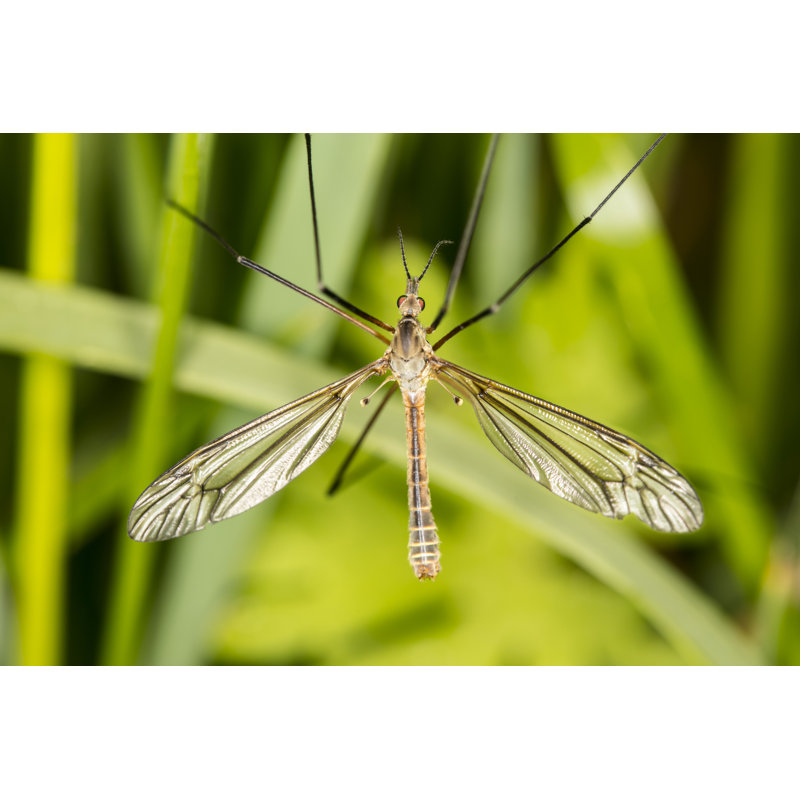 Haidyn Tipula Oleracea - Wrapped Canvas Print, 30cm H x 46cm W x 3.8cm D