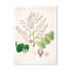 Botanique rétro - peinture sur toile-59815013-59815014