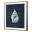 Conchology Buccinum Print by Porter Design