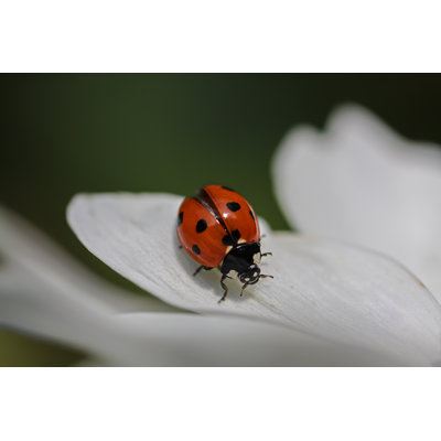 Emilin " Ladybug On Petal "