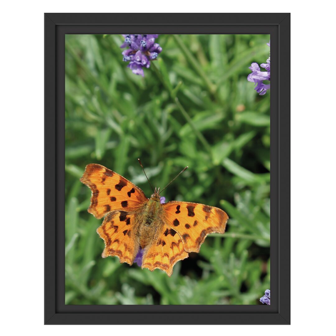 Gerahmtes Wandbild Schmetterling auf Blumenwiese