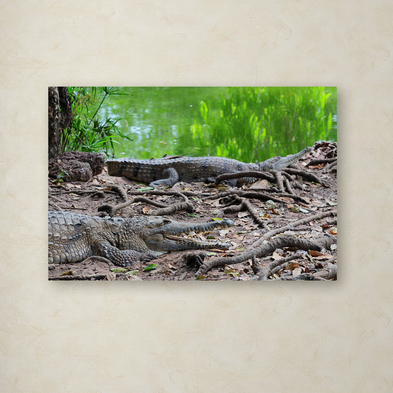 Ann «Alligators», reproduction de photo sur toile tendue Ann, H 12 po x l 19 po