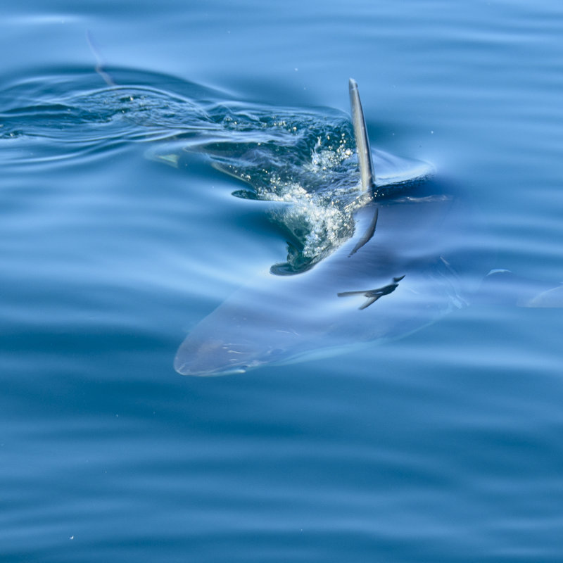 Great White Shark by Arendvdwalt - Wrapped Canvas Print, 122cm H x 122cm W x 3.8cm D