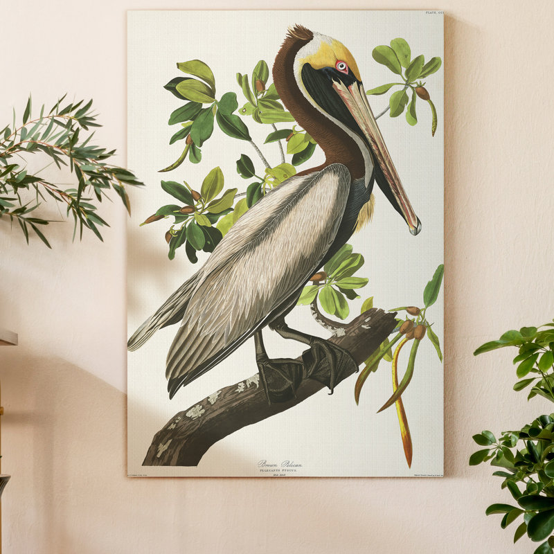 Pl 251, pélican brun - reproduction d'art sur toile tendue, H 36 po x l 24 po x P 1 po