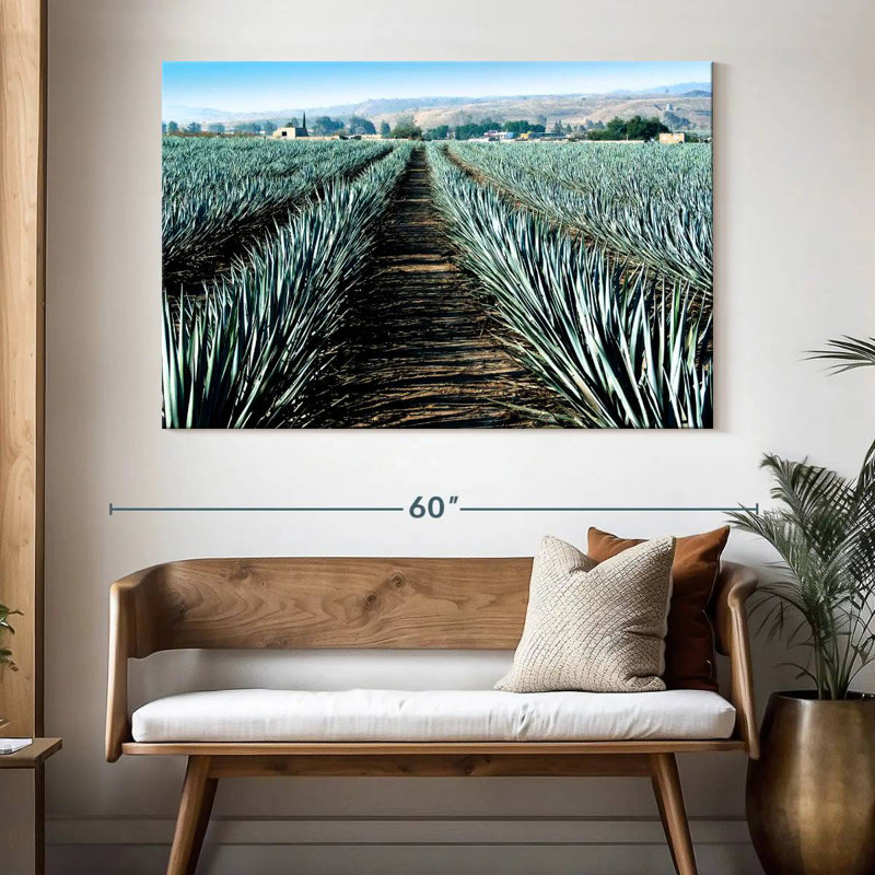 Agave Alvord Farm, H 34 po x l 51 po