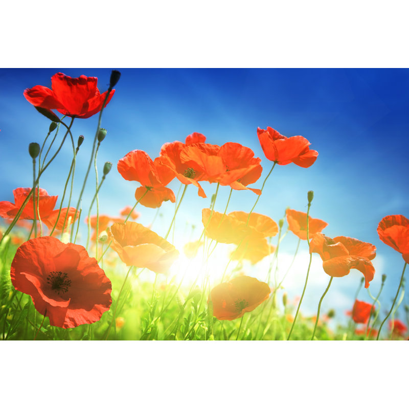 «Poppy Flowers in Bloom pendant le printemps» - Photographie sur toile tendue, H 8 po x l 12 po