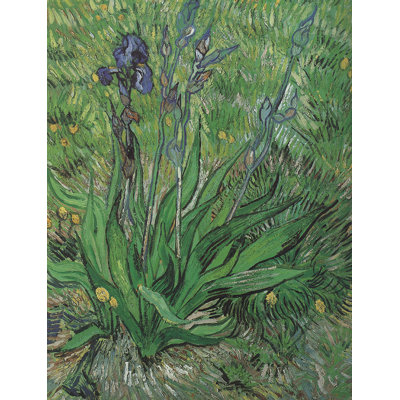 «The Lily Saint Remy» par Vincent Van Gogh, reproduction d'art sur toile tendue