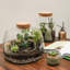Glass Terrarium