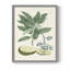 Impression encadrée Buchoz Tropicals IV - bois massif-594453967-594453558