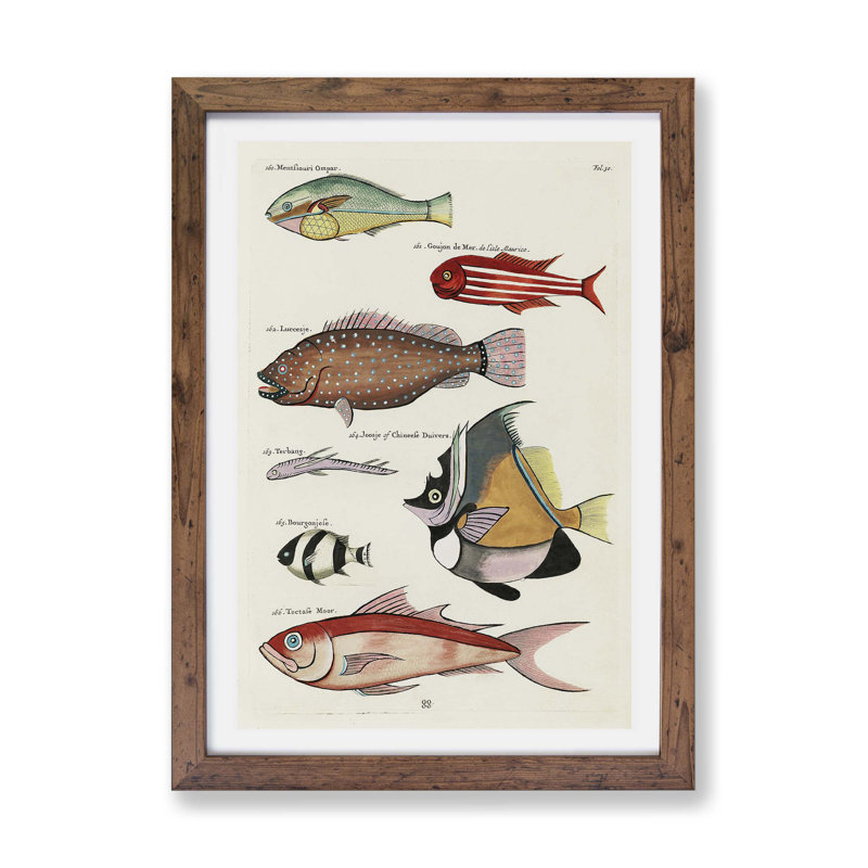 East Indies Fish by Louis Renard - Framed Print, 45cm H x 63cm W x 2cm D, Walnut
