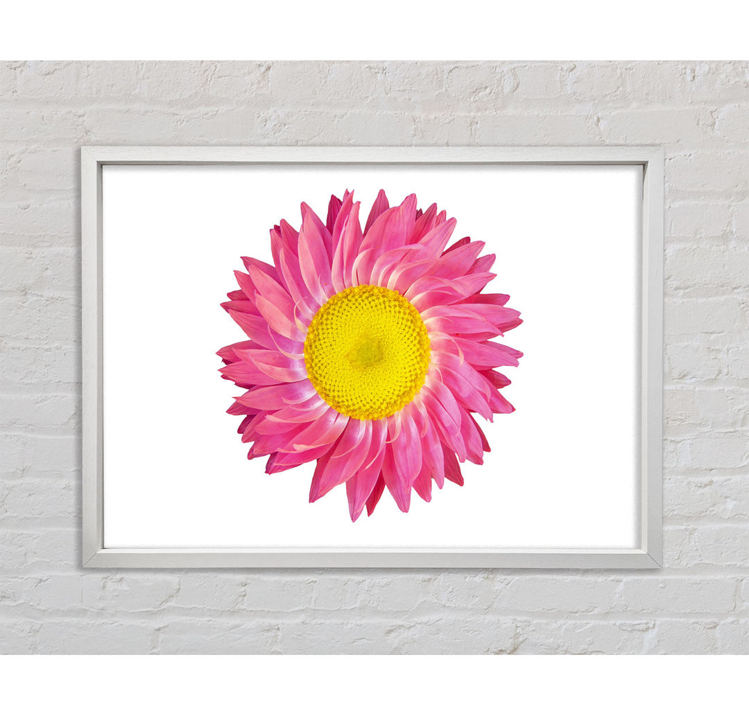 Pink Daisy Twist - Einzelner Bilderrahmen Kunstdrucke auf Leinwand