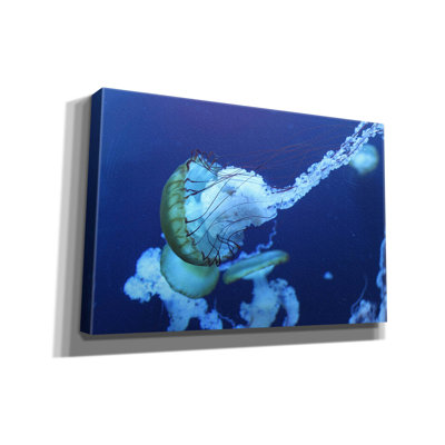 " Jelly " by PhotoINC Studio