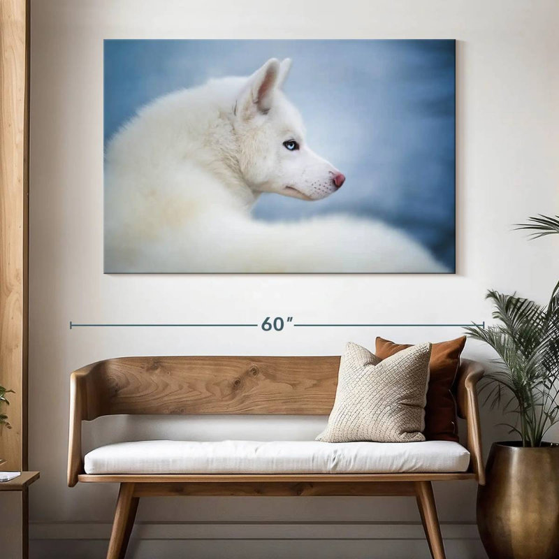Husky blanc pur, H 34 po x l 51 po
