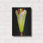 «Lily Bud» par Pamela Plummer-2066303578