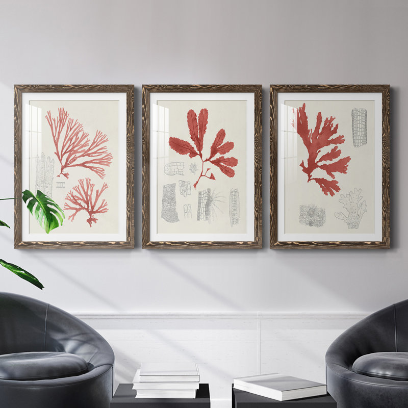 Vintage Coral Study I - Ensemble de 3 reproductions de cadres photo, Noyer, H 20 po x l 51 po x P 1,5 po