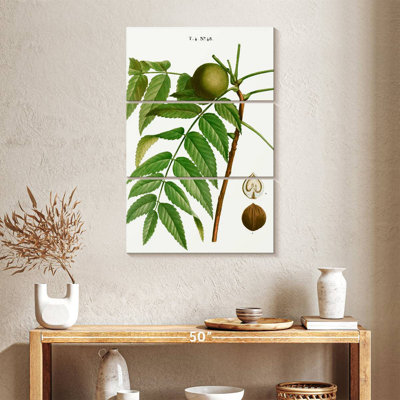 Keiri Black Walnut Juglans Nigra