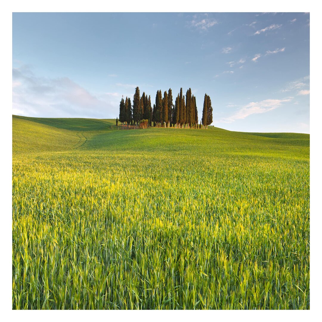 Strukturierte Fototapete Green Field in Tuscany 3,36 m x 336 cm