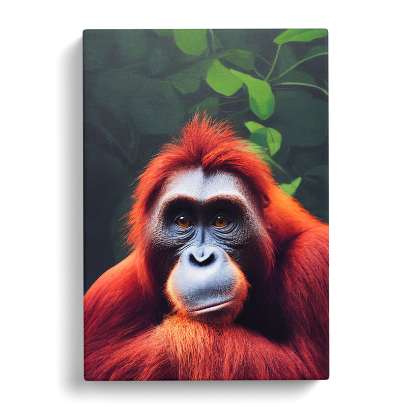 Orangutan Stare - Wrapped Canvas, 60cm H x 40cm W x 3cm D