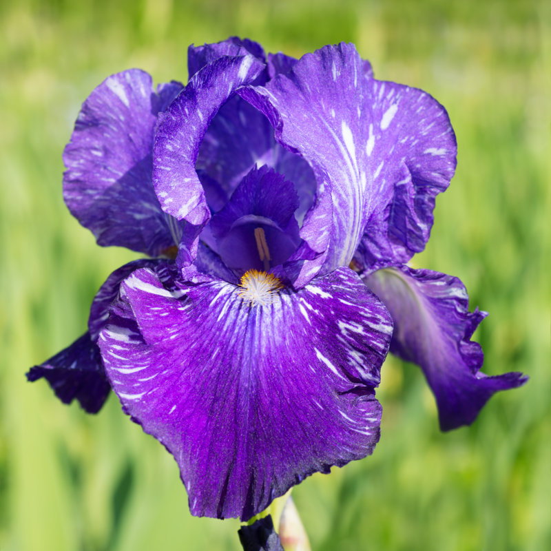 Nubell " Iris Flower " by Ottochka, 12" H x 12" W