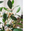 Tige de feuille snow berry-2021644644-2021644645