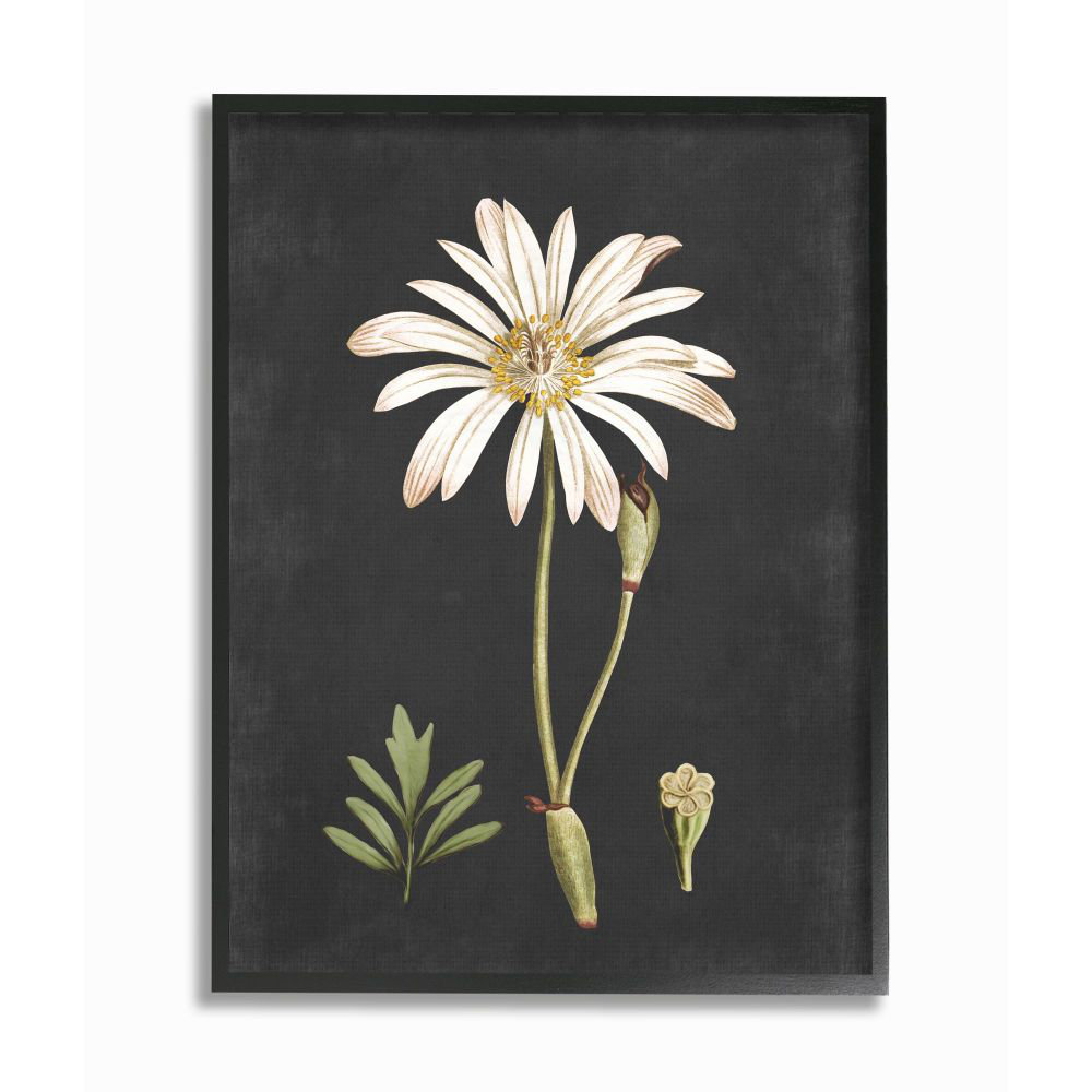 " Botanical Drawing White Flower On Black Design " Gracie Oaks 