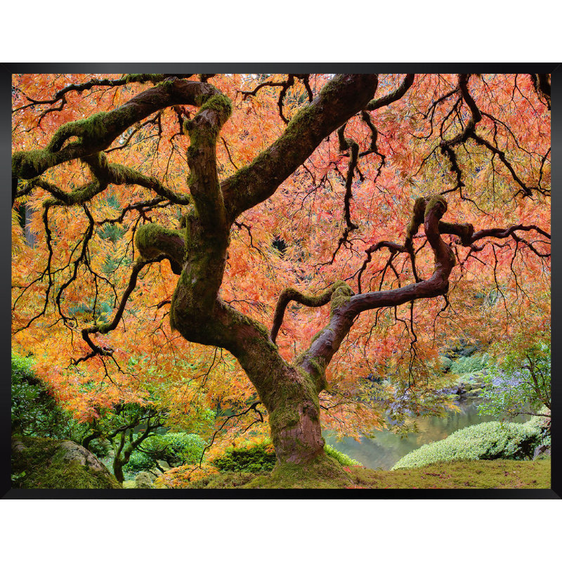 « japanese érable tree »-cadre photo, impression sur papier, H 22 po x l 28 po