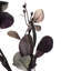 Jet d'eucalyptus-1037776853