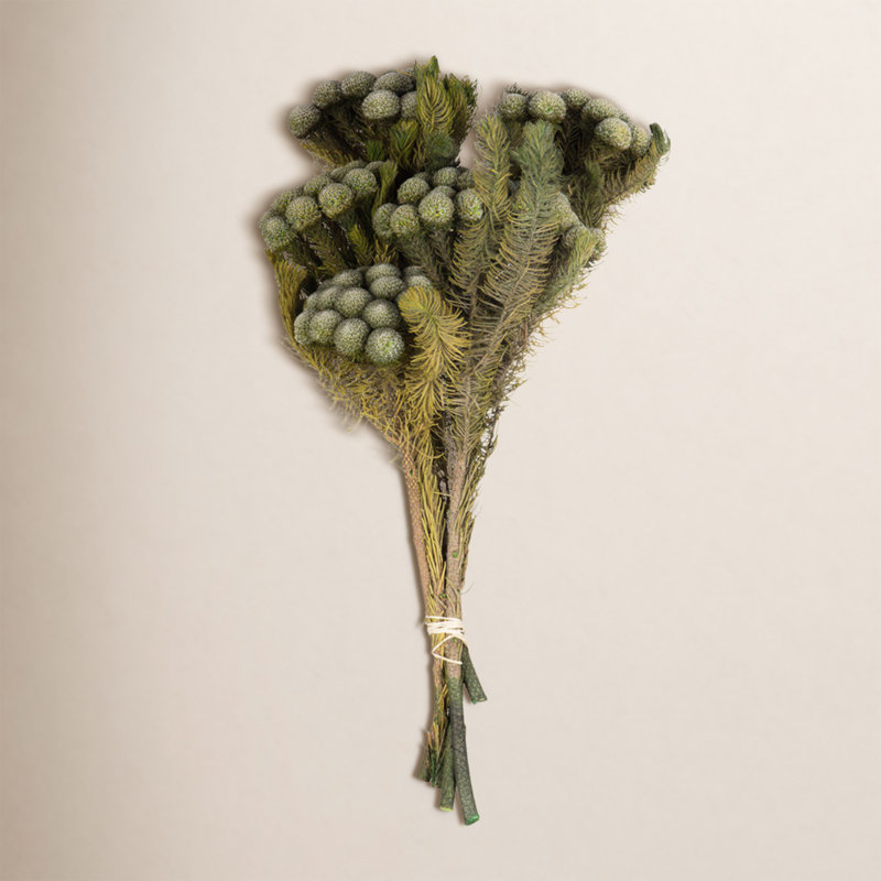 Vickerman 12-16" Natural Green Brunia, 4 oz Bundle, Preserved