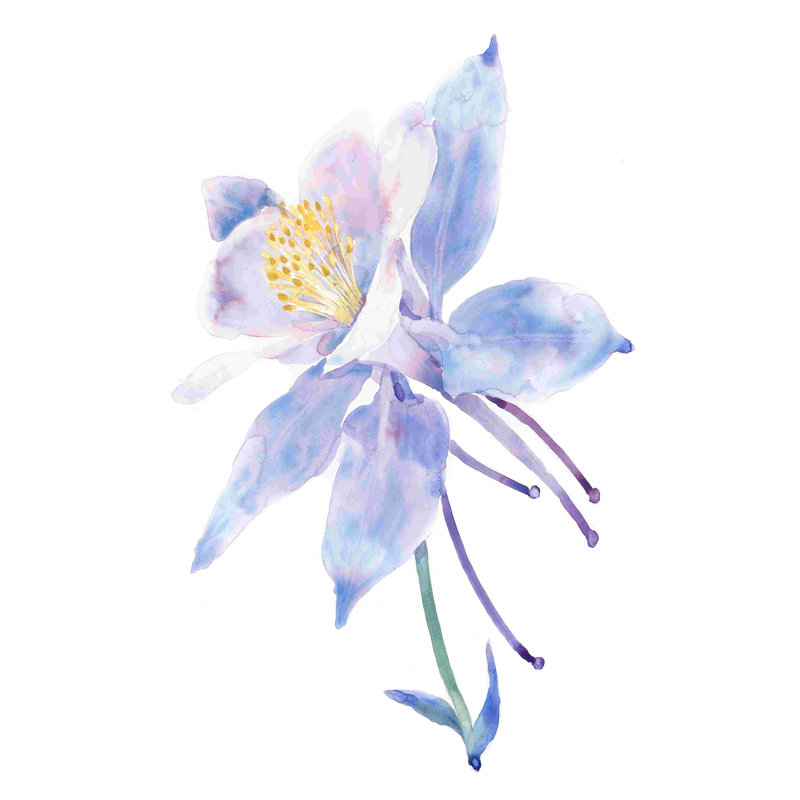 Columbine Bloom II, H 12 po x l 8 po