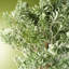 70cm Faux Evergreen Plant in Pot Liner