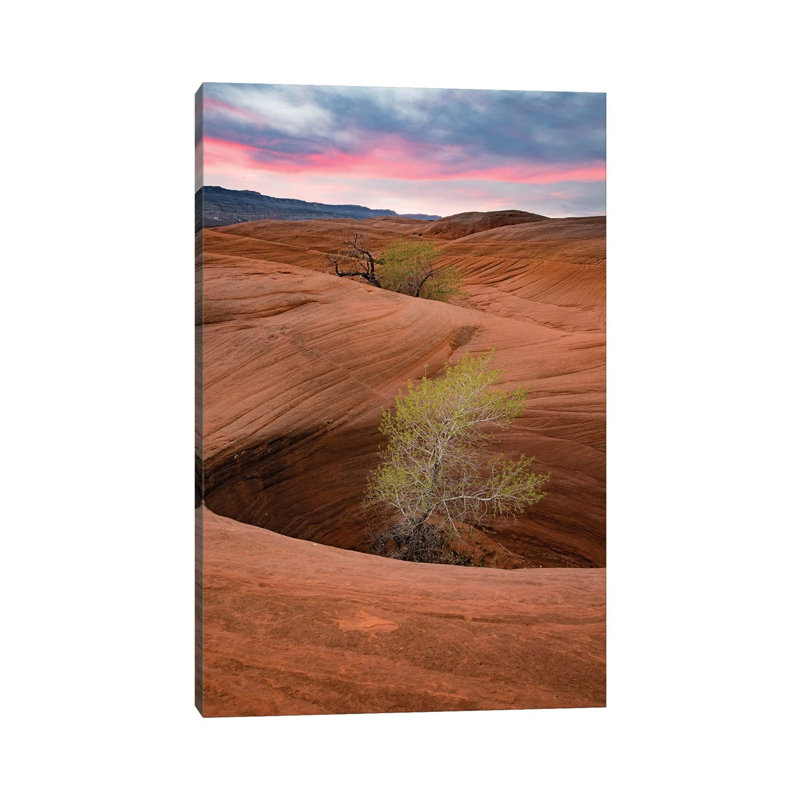 Cottonwood Tree In Hole, Grand Staircase-Escalante National Monument, Utah I 1 Piece Wrapped Canvas Wall Art